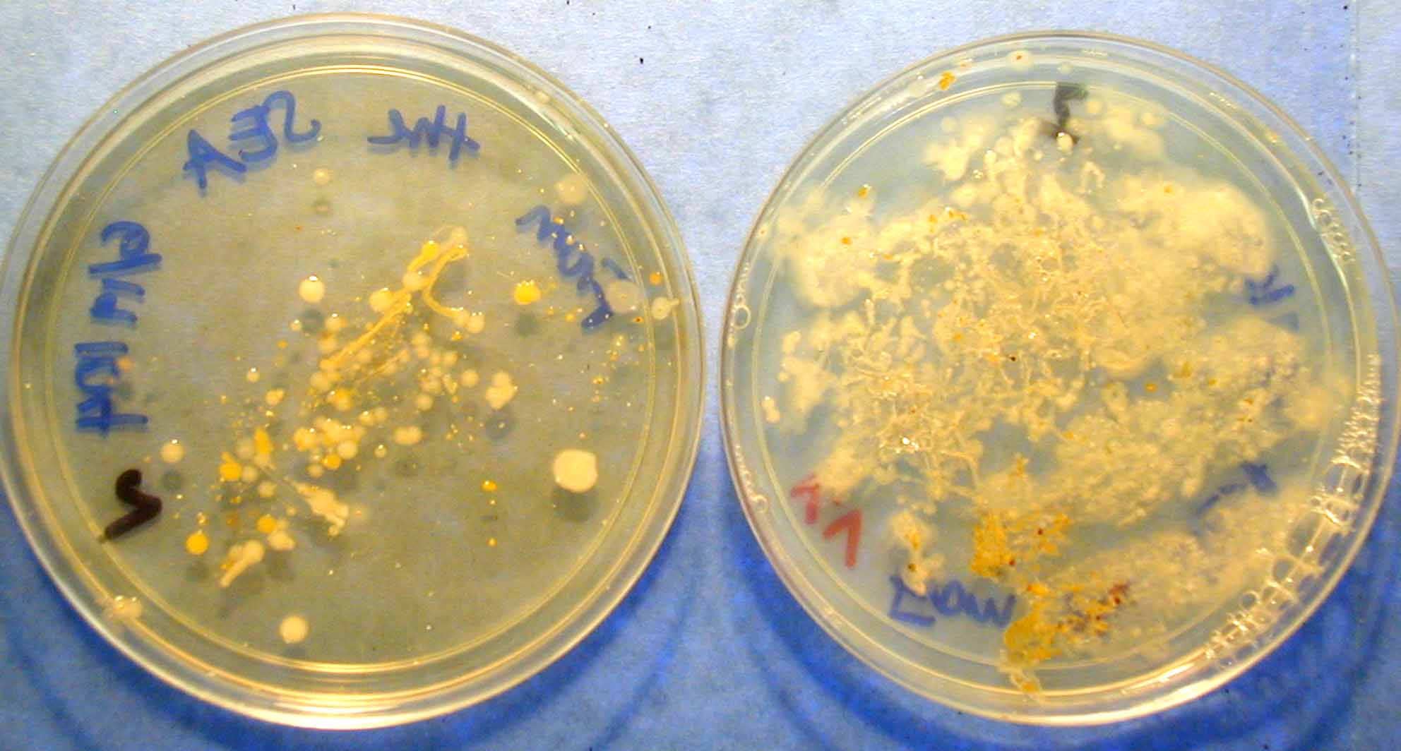 From the sea bacteria growing on land and sea food.